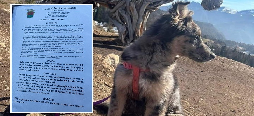 La cagnolina Jacky muore per un boccone trovato nel giardino di casa